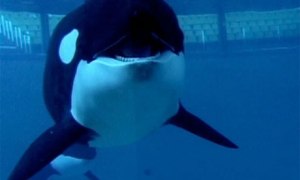 Still from Blackfish, a documentary about killer whales in captivity